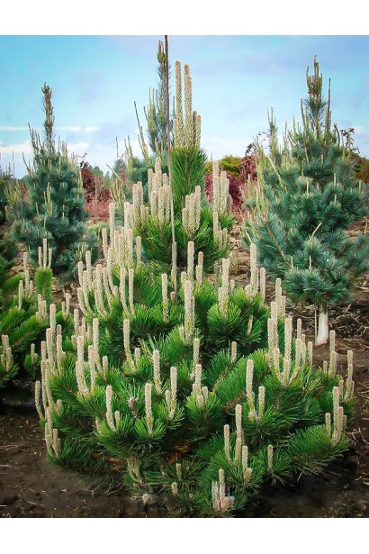 Сосна чорна / австрійська Орегон Грін купити